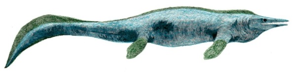 Tylosaurus divider